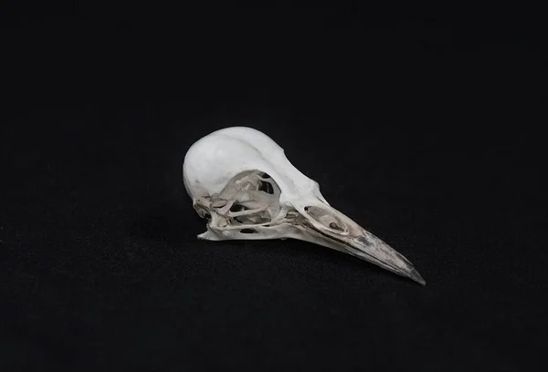 Crâne Oiseau Picinae — Photo