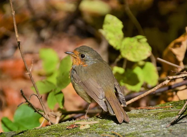 Enfoque Selectivo Erithacus Rubecula Bird — Foto de Stock