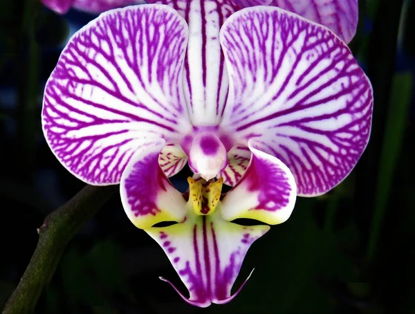 一个美丽的紫色和白色兰花的选择性焦点镜头 — 图库照片