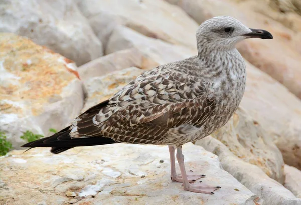 White Grey Seagull Standing Some White Stones Background — Stock Photo, Image