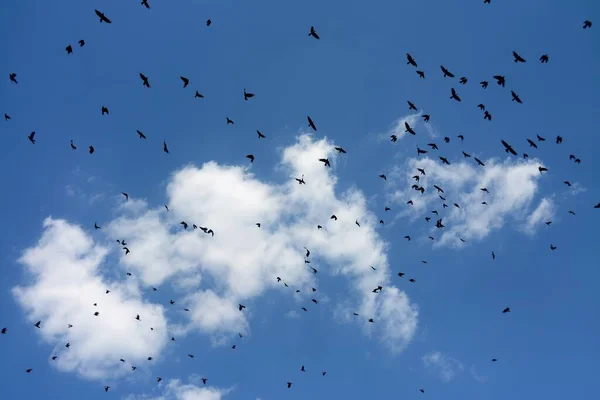 Велика Зграя Багатьох Чорних Птахів Літають Серед Хмар Небі — стокове фото