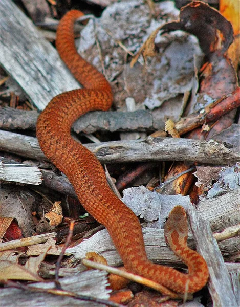一条毒蛇在几块木头上滑过的垂直镜头 — 图库照片