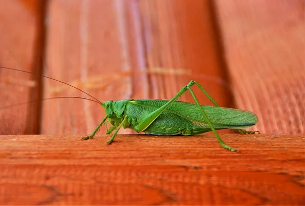 Ένα Πράσινο Έντομο Tettigonia Viridisma Κοντινή Απόσταση — Φωτογραφία Αρχείου