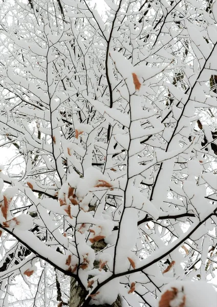 森の中で撮影された雪に覆われた松の木の垂直ショット — ストック写真