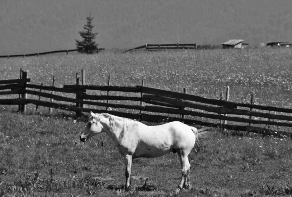 Tiro Greyscale Cavalo Branco Fazenda — Fotografia de Stock