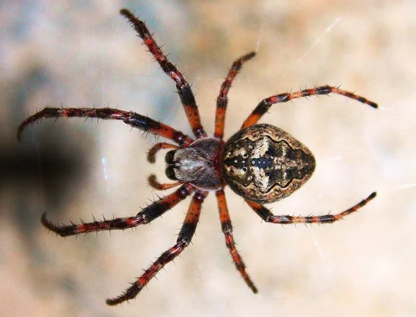 蜘蛛网上的脐带蜘蛛 — 图库照片