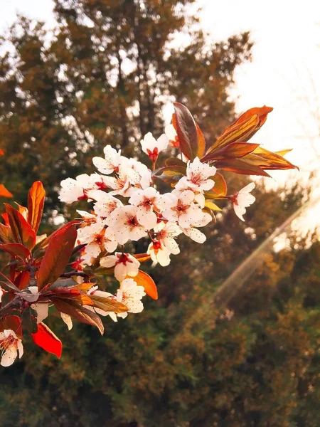 Gros Plan Vertical Fleurs Cerisier Feuilles Rouges Sur Une Branche — Photo