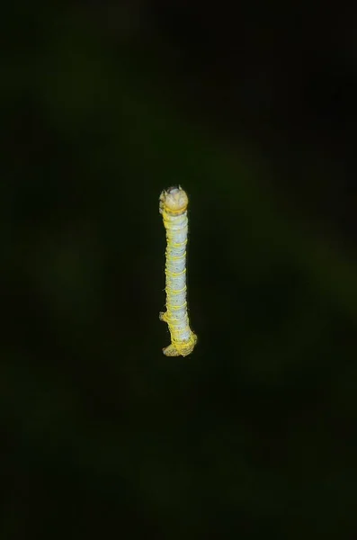 Uma Lagarta Operophtera Brumata Pendura — Fotografia de Stock