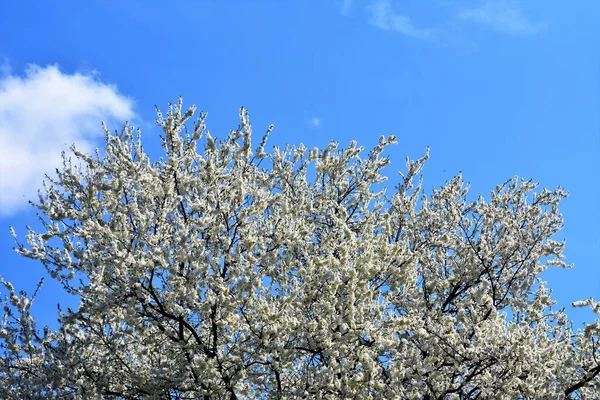 青空に向かってりんごの花が枝を伸ばし — ストック写真