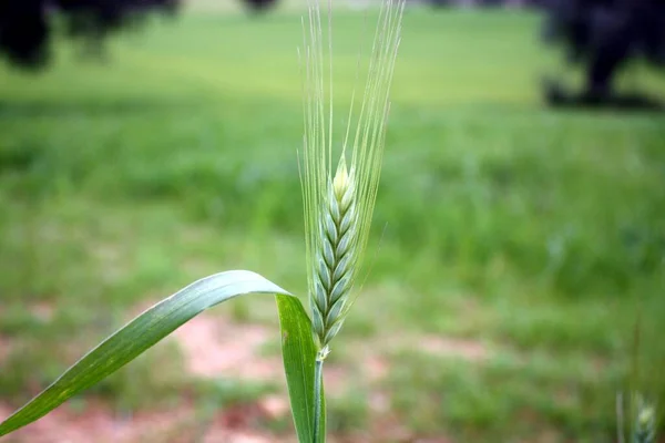 Plan Sélectif Une Oreille Blé Vert — Photo