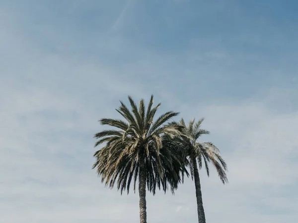 Palme Contro Cielo Blu Una Giornata Sole — Foto Stock