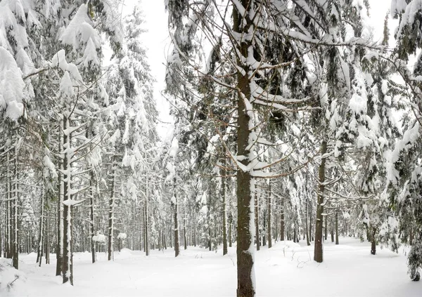 Gyönyörű Téli Táj Erdőben Magas Csupasz Fákkal — Stock Fotó