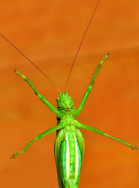 Зелена Комаха Вірідіміди Теттігонії Крупним Планом — стокове фото