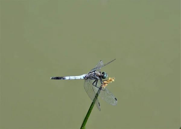 Eine Selektive Fokusaufnahme Einer Libelle Auf Einem Graszweig Mit Grünem — Stockfoto