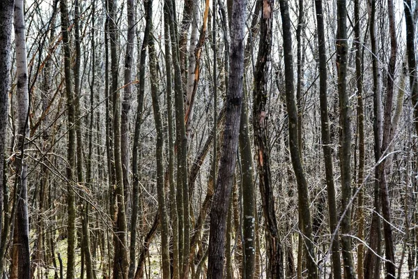 Hög Vinkel Skott Vackra Höga Och Kala Träd Fångas Skog — Stockfoto