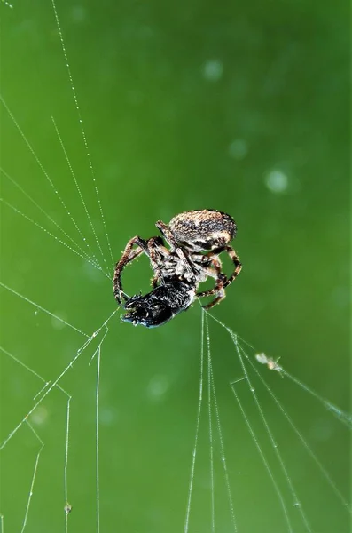 Nuctenea Umbratica Spindel Nätet — Stockfoto