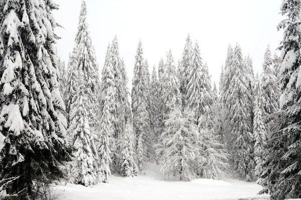 Spruce Trees Covered Snow Winter — Stock Photo, Image