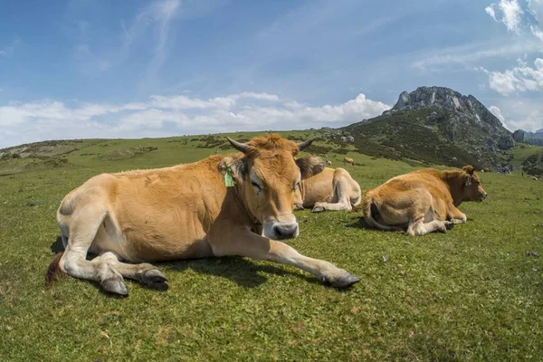 Μια Εκπληκτική Φωτογραφία Του Εθνικού Πάρκου Picos Europa Αγελάδες Πρώτο — Φωτογραφία Αρχείου