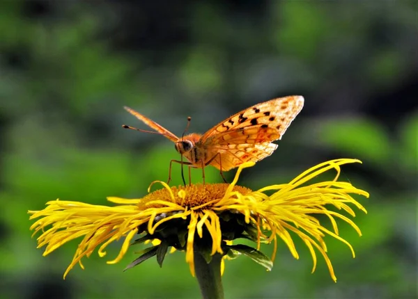 Королевская Бабочка Испании Issoria Lathonia — стоковое фото