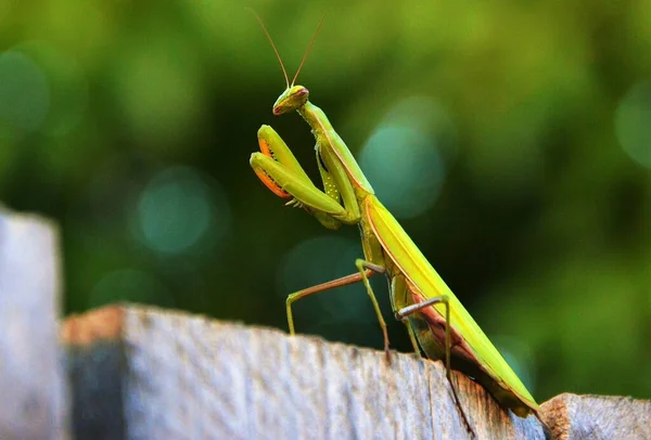 Green Mantis Religiosa Insect — Stock Photo, Image