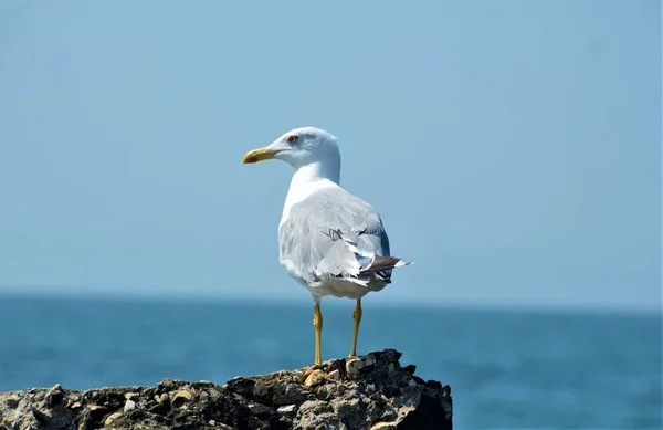 Вибірковий Знімок Фокусу Глазурованого Мартина Пляжі — стокове фото