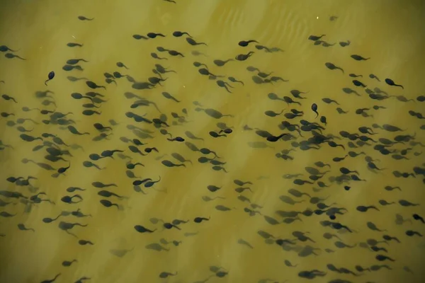 many frog eggs in the water. Egg nests in water