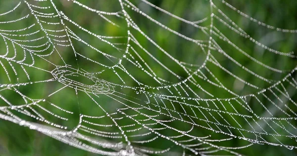 Ormandaki Sabah Çiğ Taneleriyle Kaplı Bir Örümcek Ağının Seçici Odak — Stok fotoğraf