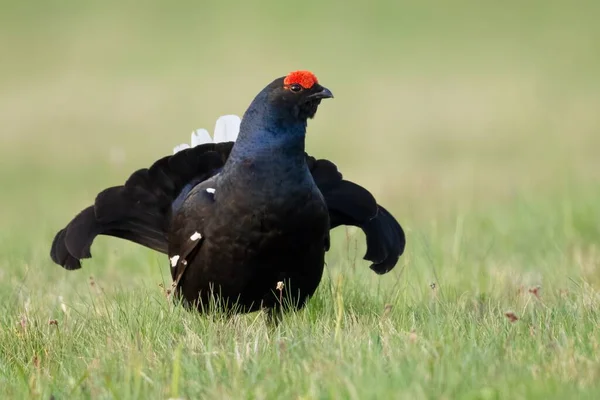 Een Zwarte Vogel Met Witte Staart Rode Kleine Kam Die — Stockfoto