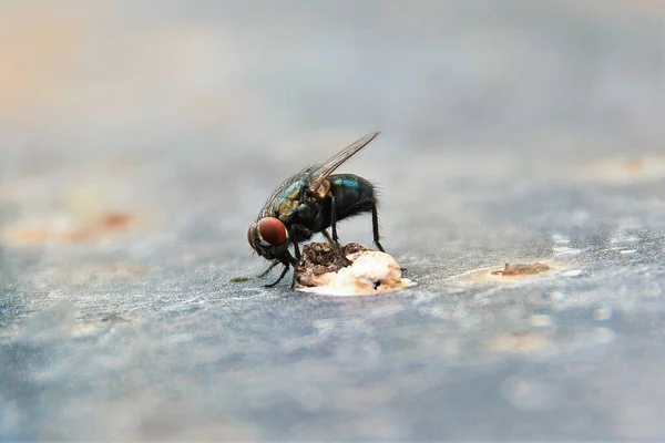 Uma Mosca Senta Come Excrementos Pássaros — Fotografia de Stock