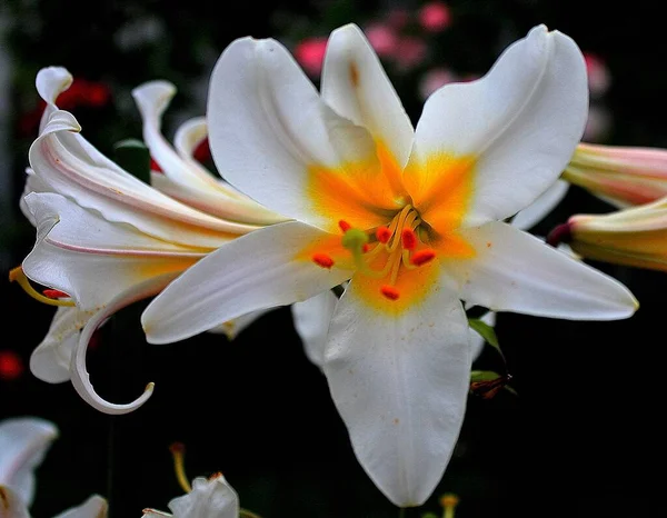 Zbliżenie Ujęcie Pięknych Białych Lilii Kwiaty — Zdjęcie stockowe