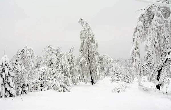 Träden Skogen Böjda Tyngden Snö — Stockfoto