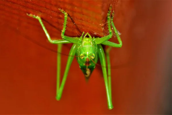 Een Groene Tettigonia Viridissima Insect Close — Stockfoto