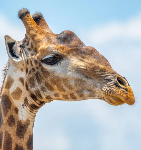 Retrato Uma Girafa Sob Luz Sol Céu Azul Durante Dia — Fotografia de Stock