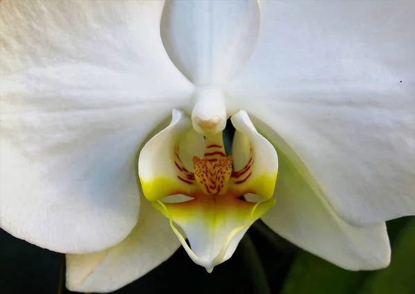 Tiro Seletivo Foco Das Pétalas Uma Orquídea Branca — Fotografia de Stock