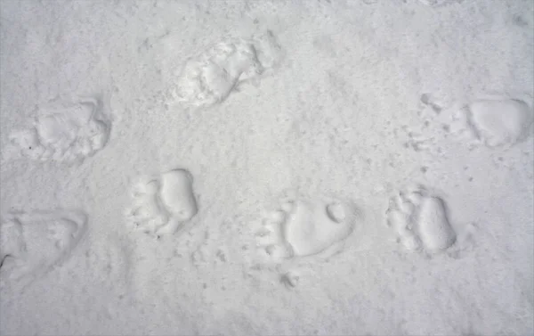 雪の上に熊の足跡の閉鎖 — ストック写真