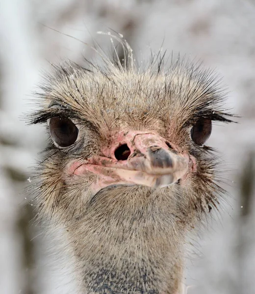 Selective Focus Shot Ostrich Head — Stock Photo, Image