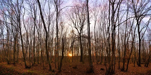 일출을 나무와 가을의 — 스톡 사진