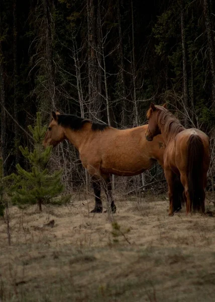 Tiro Vertical Dois Cavalos Marrons Floresta — Fotografia de Stock