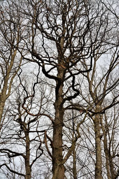Donuk Bulutlu Gökyüzünün Altındaki Güzel Uzun Çıplak Ağaçların Dikey Alçak — Stok fotoğraf