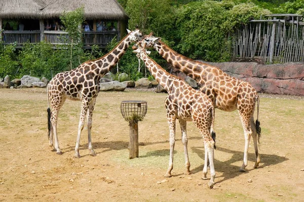 Les Trois Girafes Dans Zoo Pendant Journée — Photo