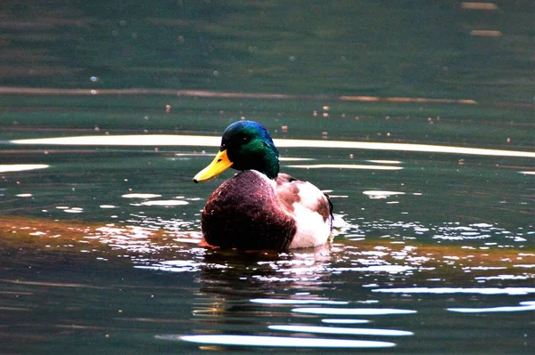 Tiro Perto Pato Reais Nadando Lago — Fotografia de Stock