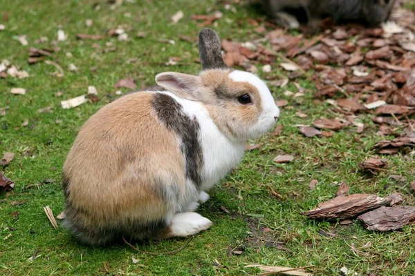 Eine Selektive Fokusaufnahme Eines Kaninchens Hof — Stockfoto