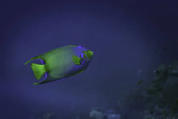 Eine Schöne Skalarikönigin Schwimmt Ozean — Stockfoto