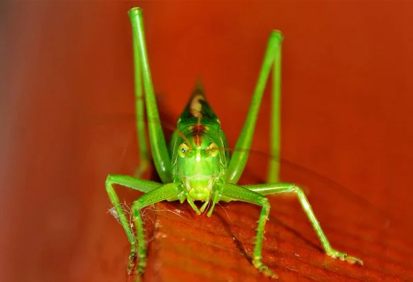 Insecto Verde Tettigonia Viridissima Primer Plano —  Fotos de Stock
