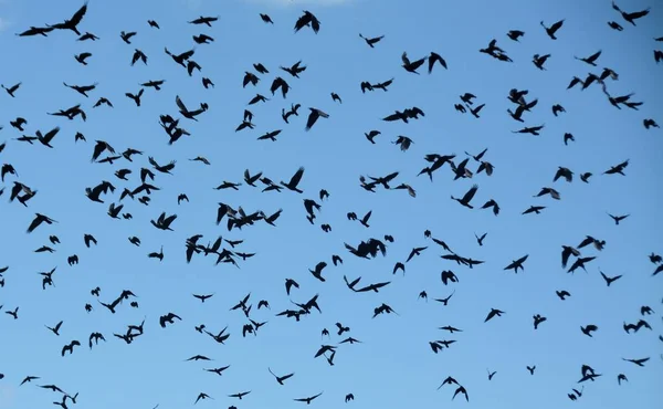 Een Kudde Van Een Heleboel Zwarte Vogels Vliegen Heldere Lucht — Stockfoto