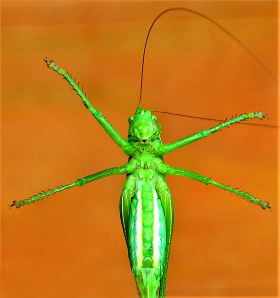 Ein Grünes Tettigonia Viridissima Insekt Nahaufnahme — Stockfoto