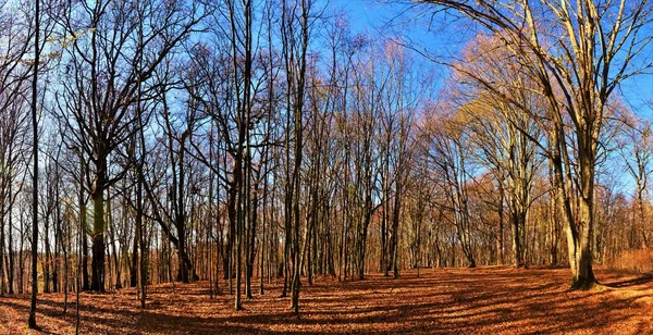 美しい晴れた秋の日に撮影されたフィールド上の裸の木の広いショット — ストック写真