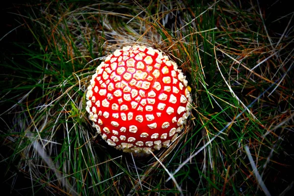 Rode Amanita Muscaria Paddenstoel Het Bos — Stockfoto