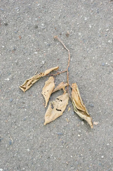 Eine Nahaufnahme Von Trockenen Blättern Auf Dem Boden — Stockfoto