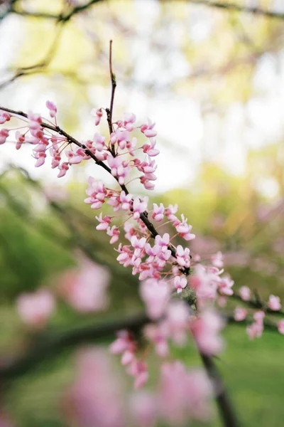 Uma Bela Árvore Com Flores Cerejeira — Fotografia de Stock